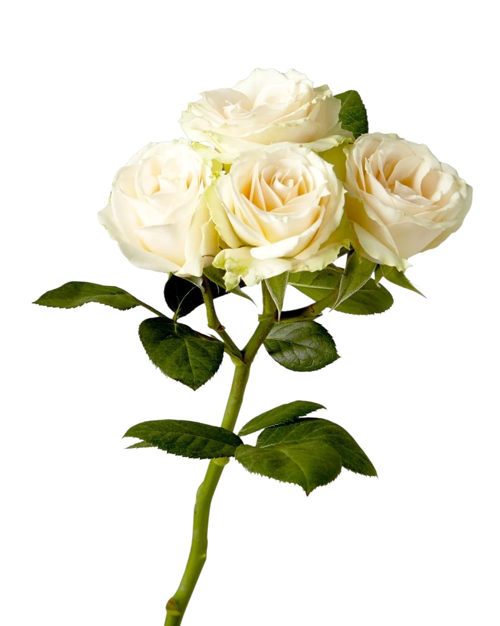 Classic Cream Irishka - Santa Maria Garden