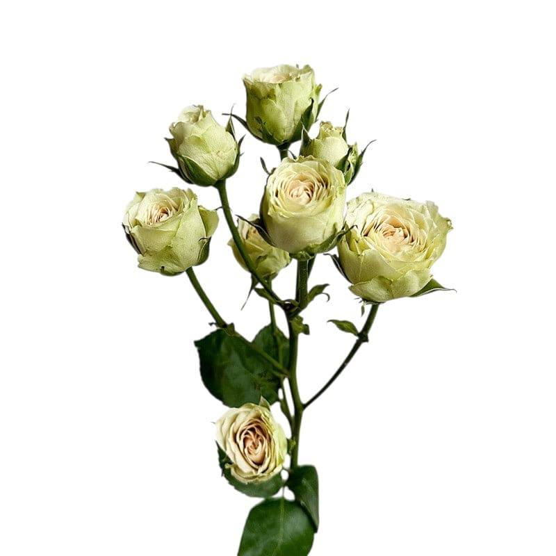 Classic Green Rosever - Santa Maria Garden