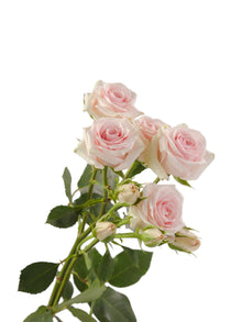 Classic Star Blush - Santa Maria Garden