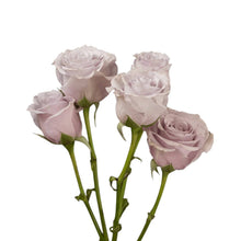 Classic Silver Mikado - Santa Maria Garden