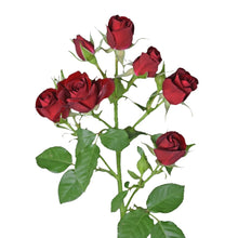 Classic Ruby Red - Santa Maria Garden