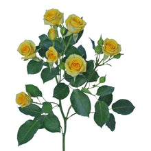 Classic Yellow Babe - Santa Maria Garden