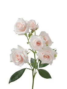 Premium Pink Majolika - Santa Maria Garden