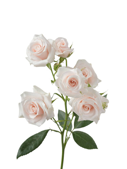 Premium Pink Majolika - Santa Maria Garden