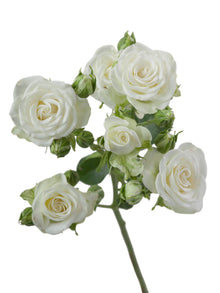 Premium Snowflake - Santa Maria Garden