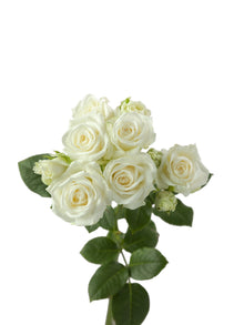 Premium Sweet Dreams - Santa Maria Garden