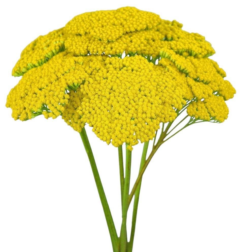 Yellow Yarrow (Achillea) - Santa Maria Garden
