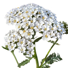 White Yarrow (Achillea) - Santa Maria Garden