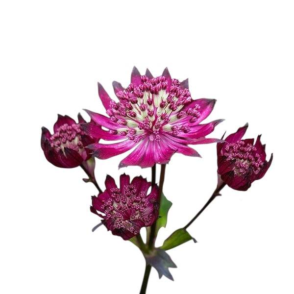 Astrantia - Red - Santa Maria Garden