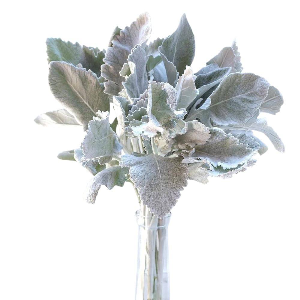 Dusty Miller - Santa Maria Garden