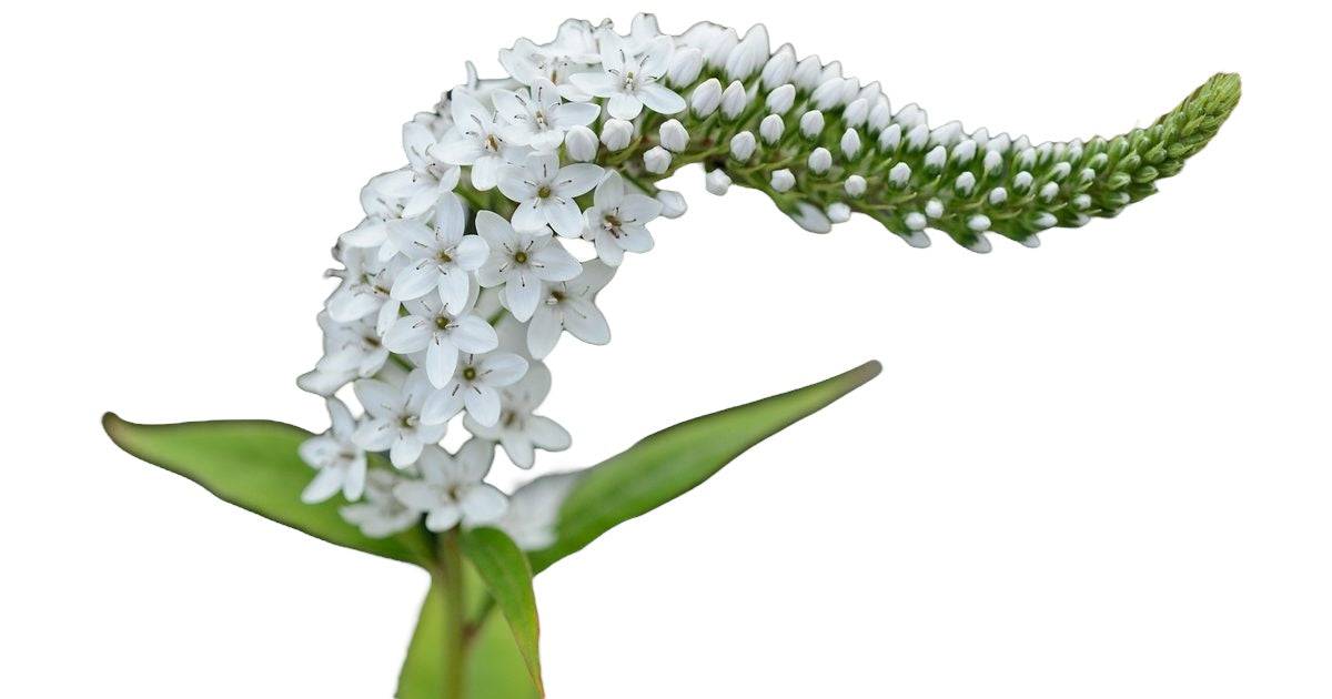 Lysimachia Huge - Santa Maria Garden