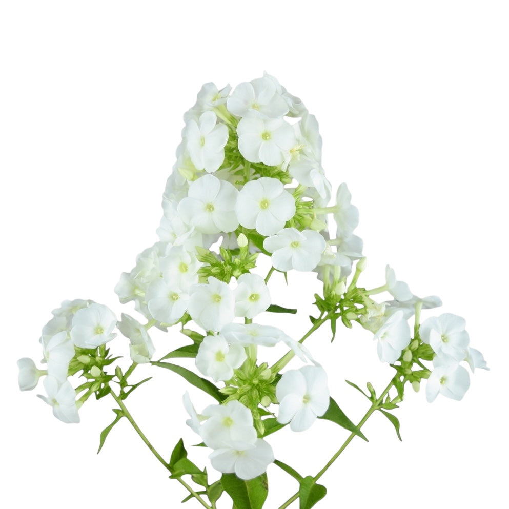 Phlox - White Ice Cap - Santa Maria Garden