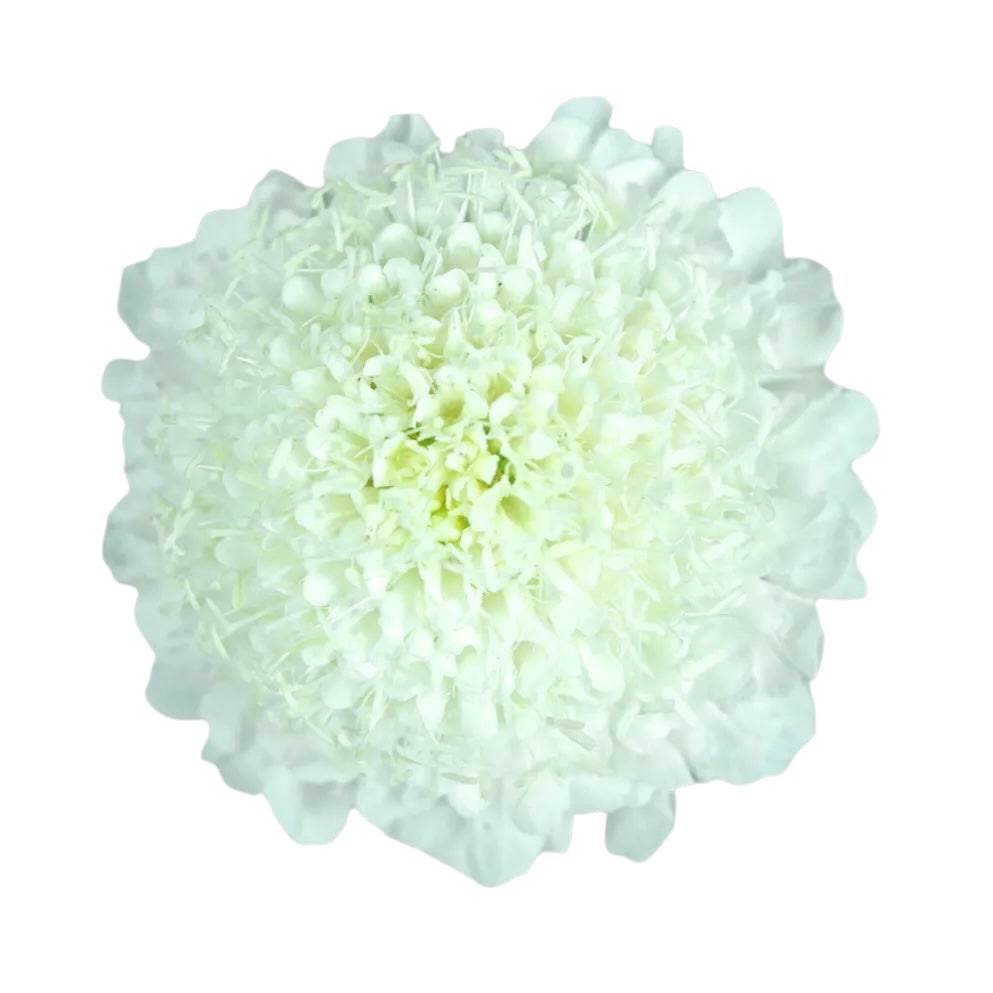 Scabiosa - White - Santa Maria Garden