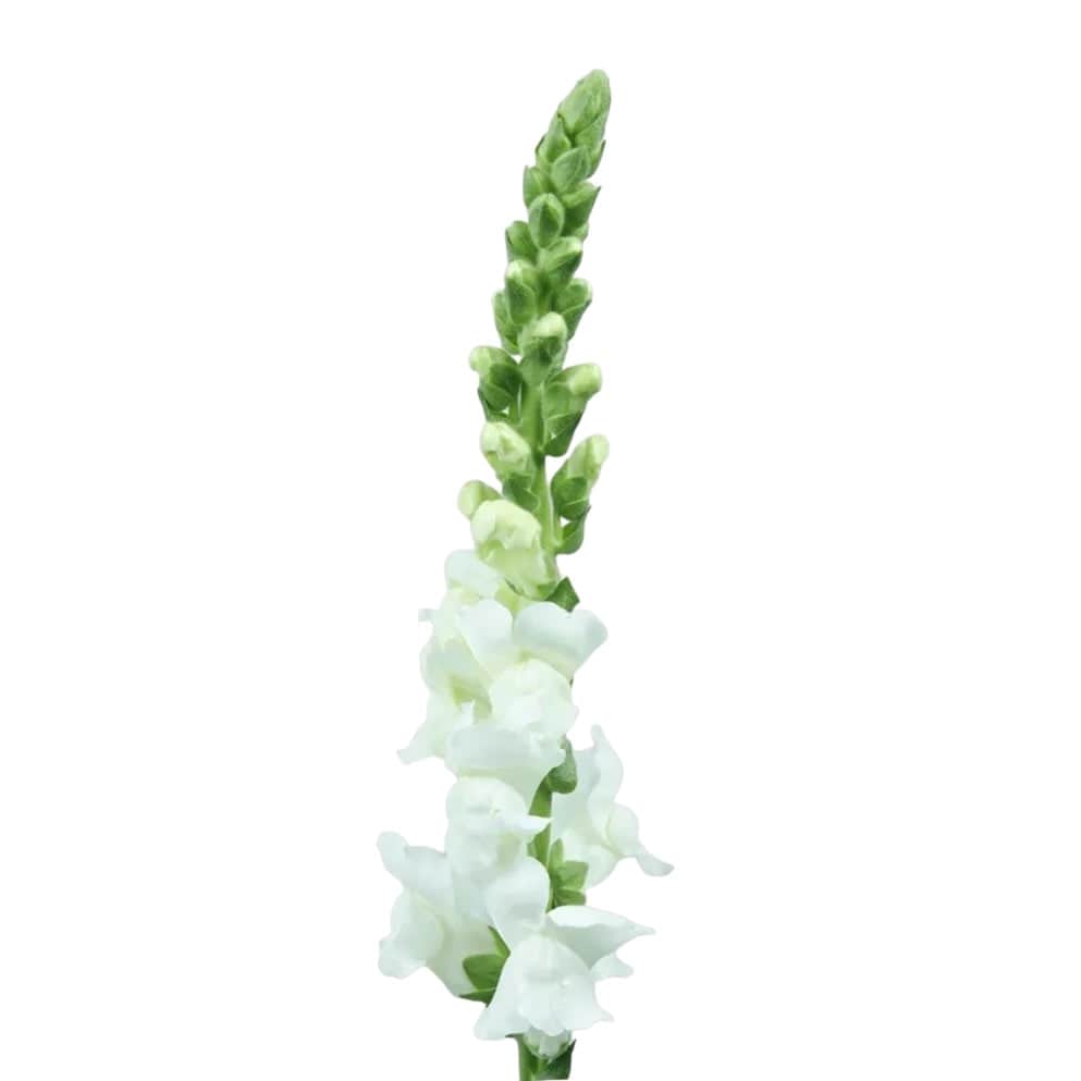 Snapdragon - White - Santa Maria Garden