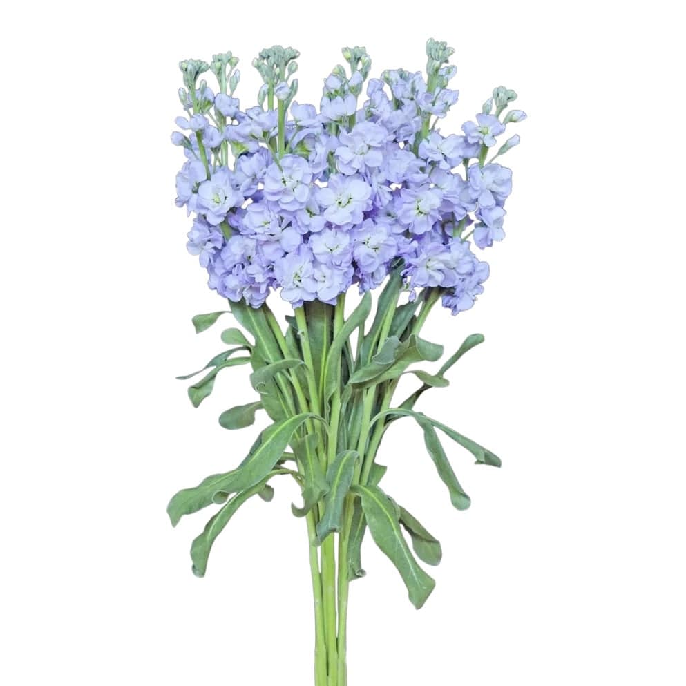 Stock - Light Lavender - Santa Maria Garden