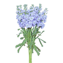 Stock - Light Lavender - Santa Maria Garden