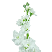 Stock - White - Santa Maria Garden
