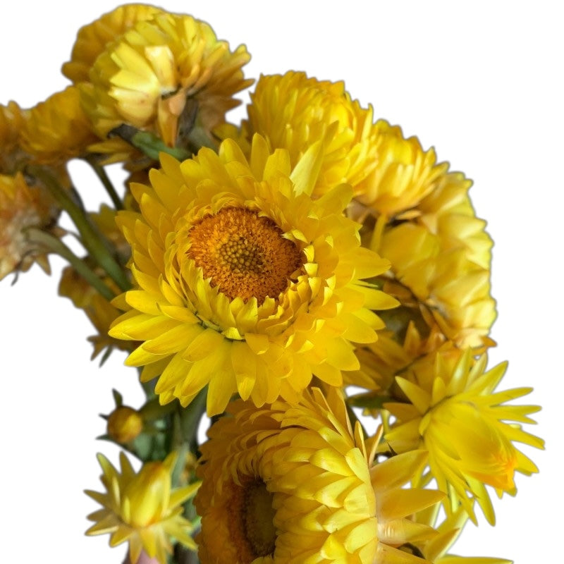 Strawflower - Yellow - Santa Maria Garden
