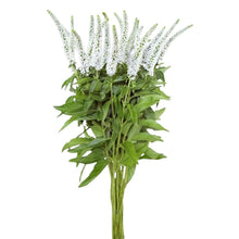 Veronica - White - Santa Maria Garden