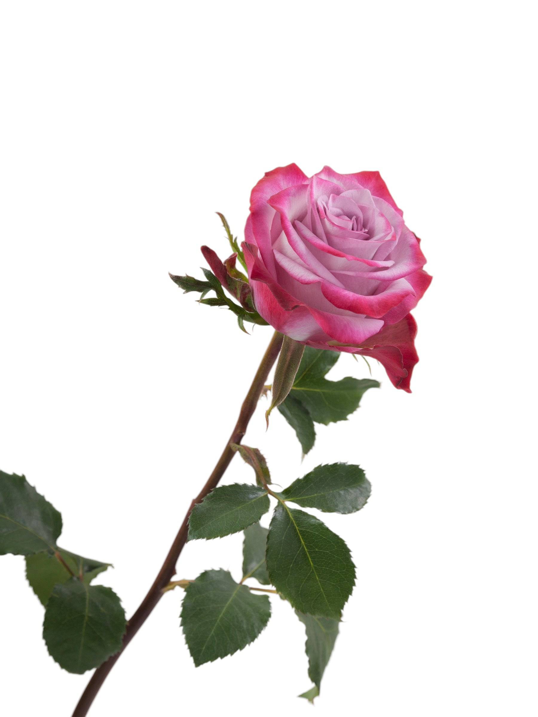 Premium Deep Purple - Santa Maria Garden