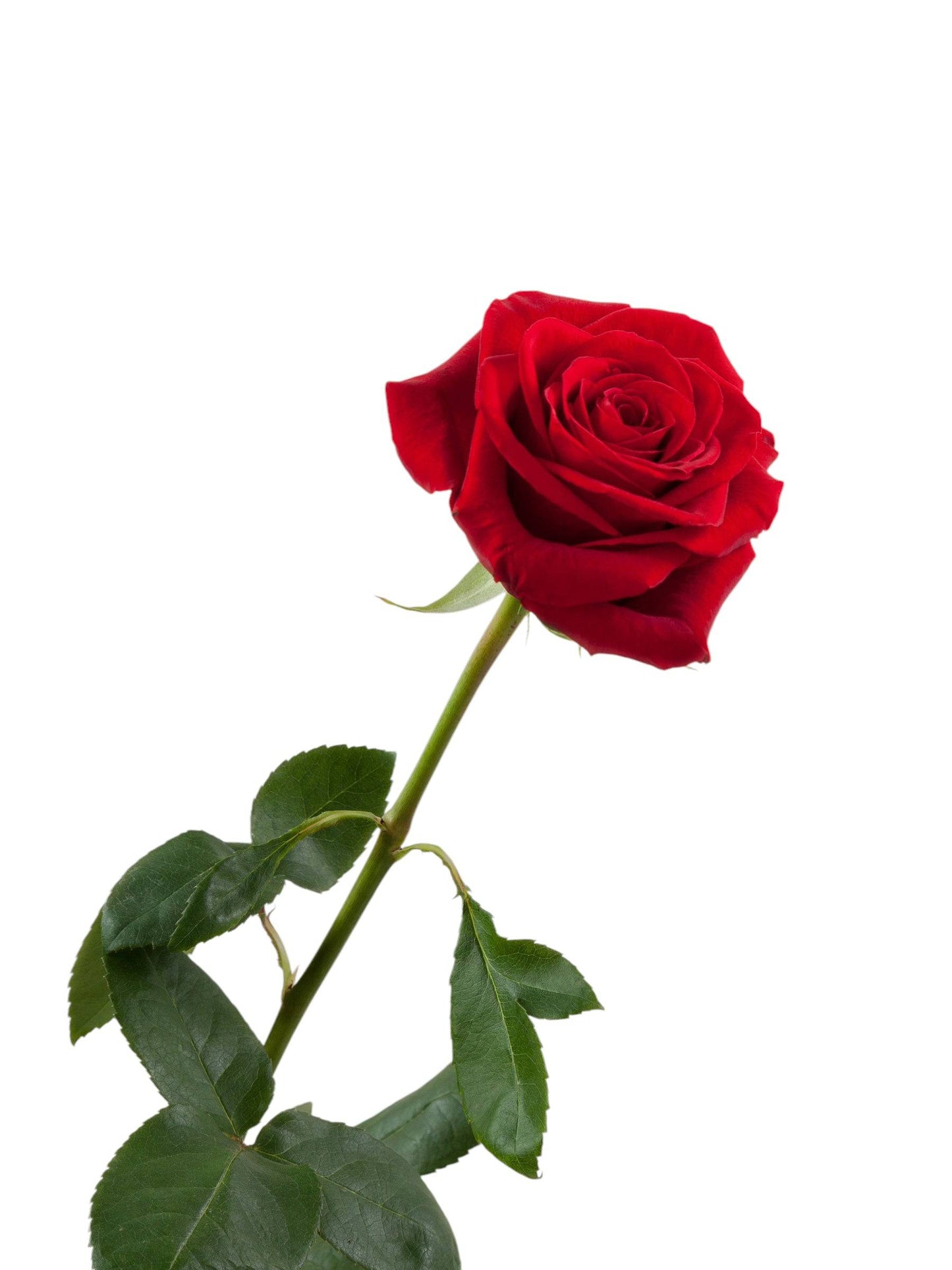 Classic freedom roses - Santa Maria Garden