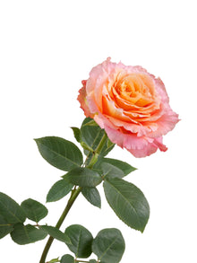 Super Premium Free Spirit - Santa Maria Garden