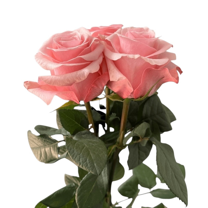 Premium Be Sweet - Santa Maria Garden