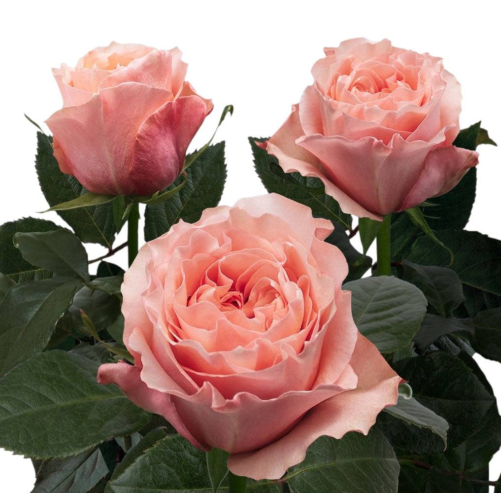 Premium Fascination - Santa Maria Garden