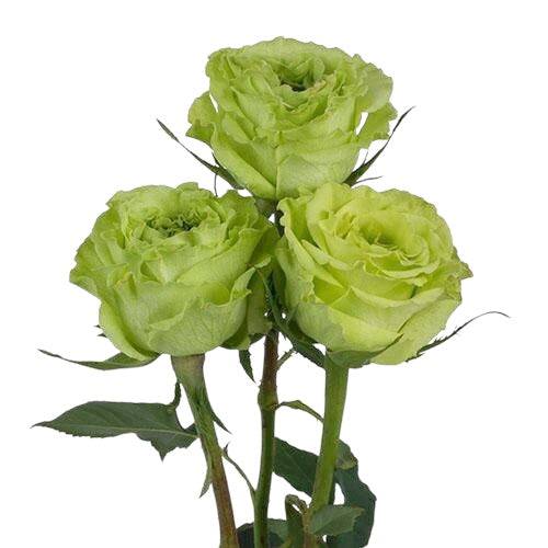 Premium Super Green - Santa Maria Garden