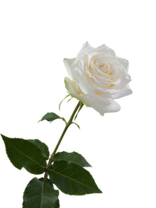Super Premium Candlelight - Santa Maria Garden