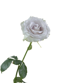 Super Premium Early Grey - Santa Maria Garden