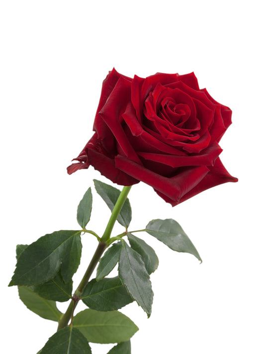 Super Premium Explorer Roses - Santa Maria Garden