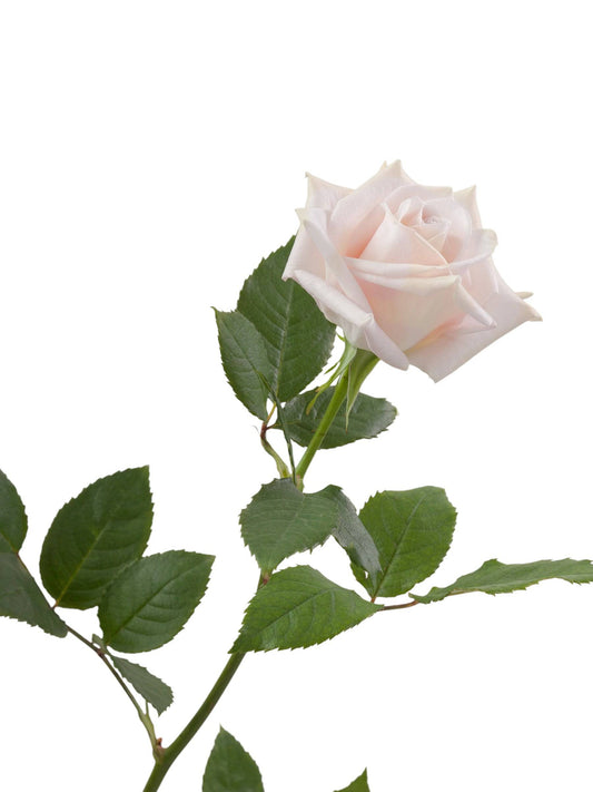 Super Premium Sweet Escimo - Santa Maria Garden