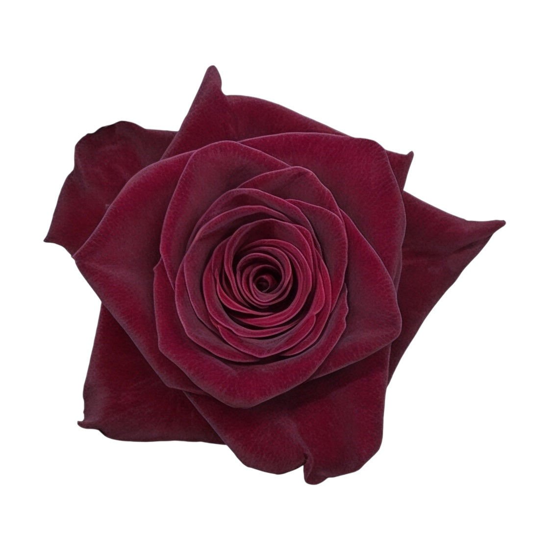 Diamond Black Baccara - Santa Maria Garden