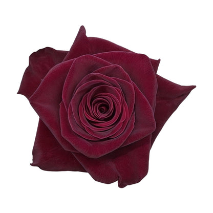 Diamond Black Baccara - Santa Maria Garden