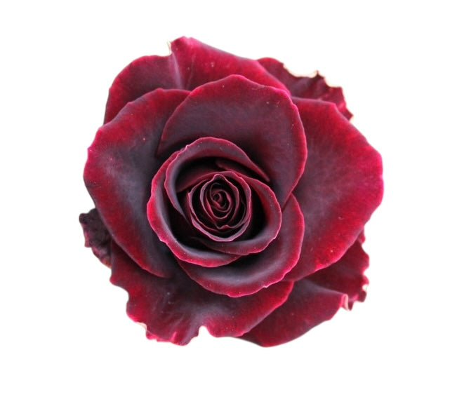 Diamond Black Beauty - Santa Maria Garden