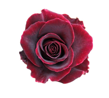 Diamond Black Beauty - Santa Maria Garden