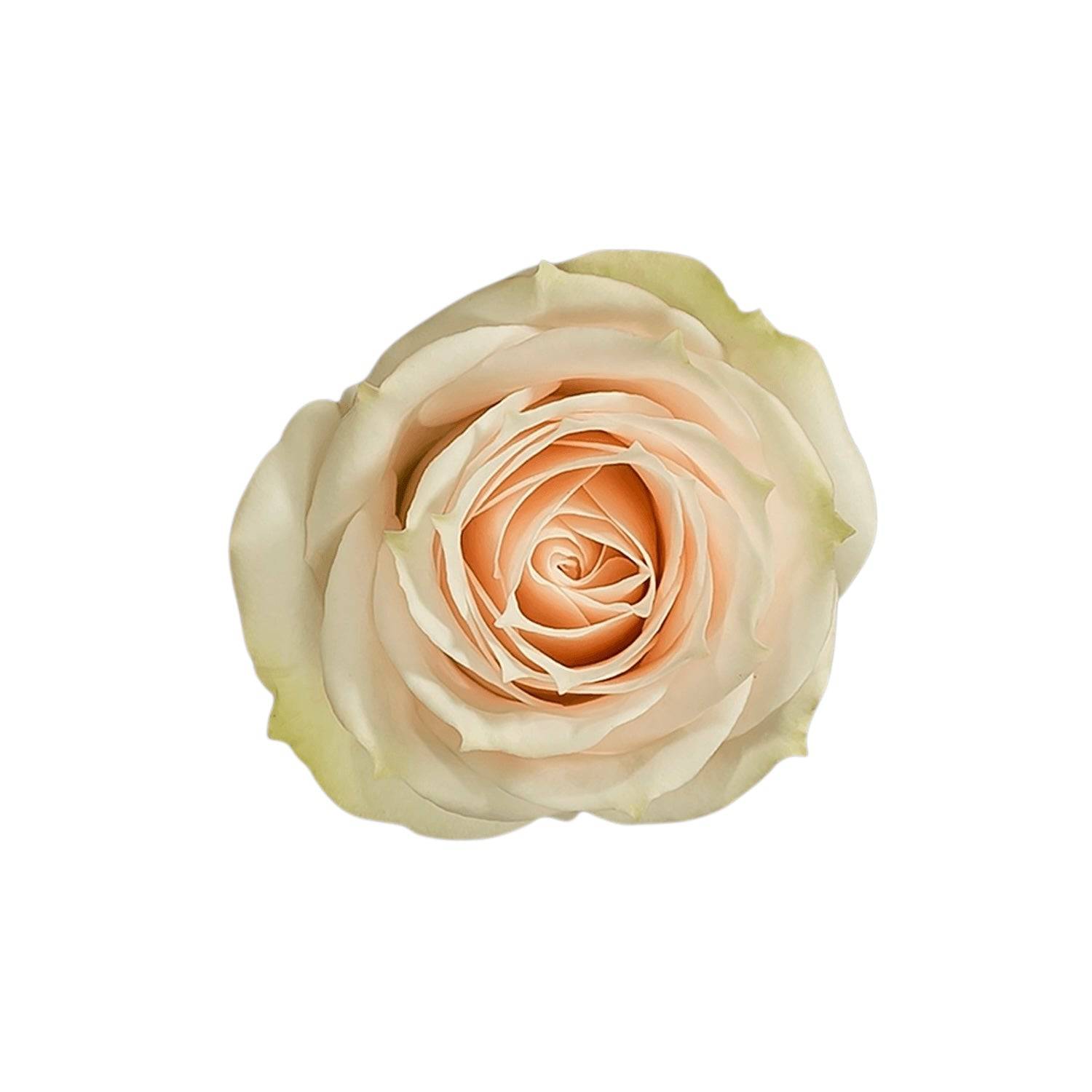 Classic Cream Irishka - Santa Maria Garden