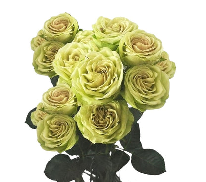 Classic Green Rosever - Santa Maria Garden