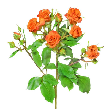 Classic Neorange - Santa Maria Garden