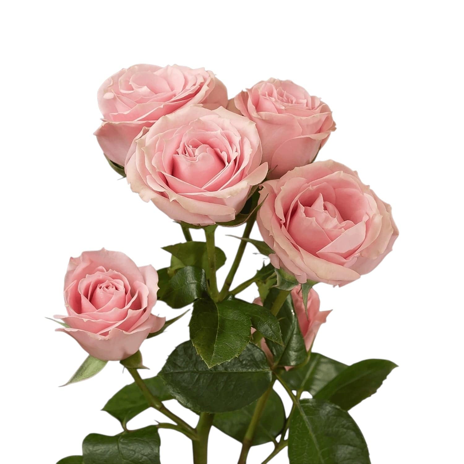 Classic Pink Irishka - Santa Maria Garden