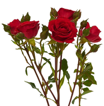 Classic Red Mikado - Santa Maria Garden