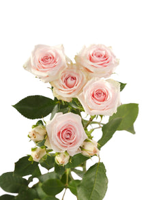 Classic Star Blush - Santa Maria Garden