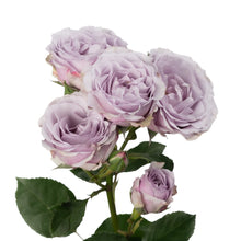 Classic Silver Mikado - Santa Maria Garden
