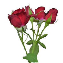 Classic Ruby Red - Santa Maria Garden