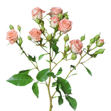 Classic Star Pink - Santa Maria Garden