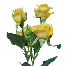 Classic Yellow Babe - Santa Maria Garden