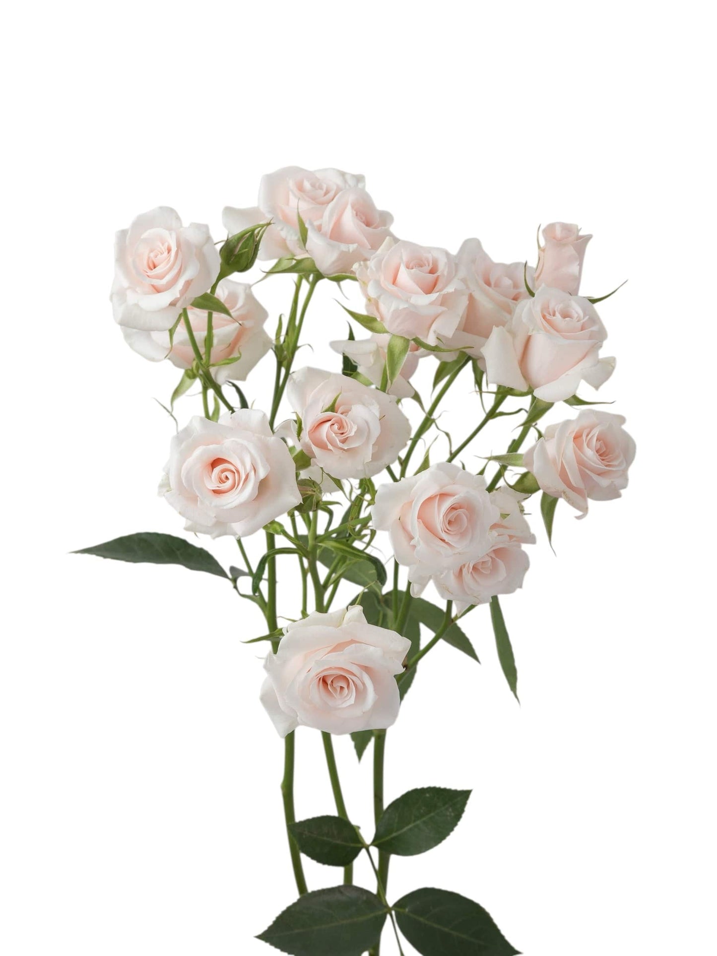 Premium Pink Majolika - Santa Maria Garden