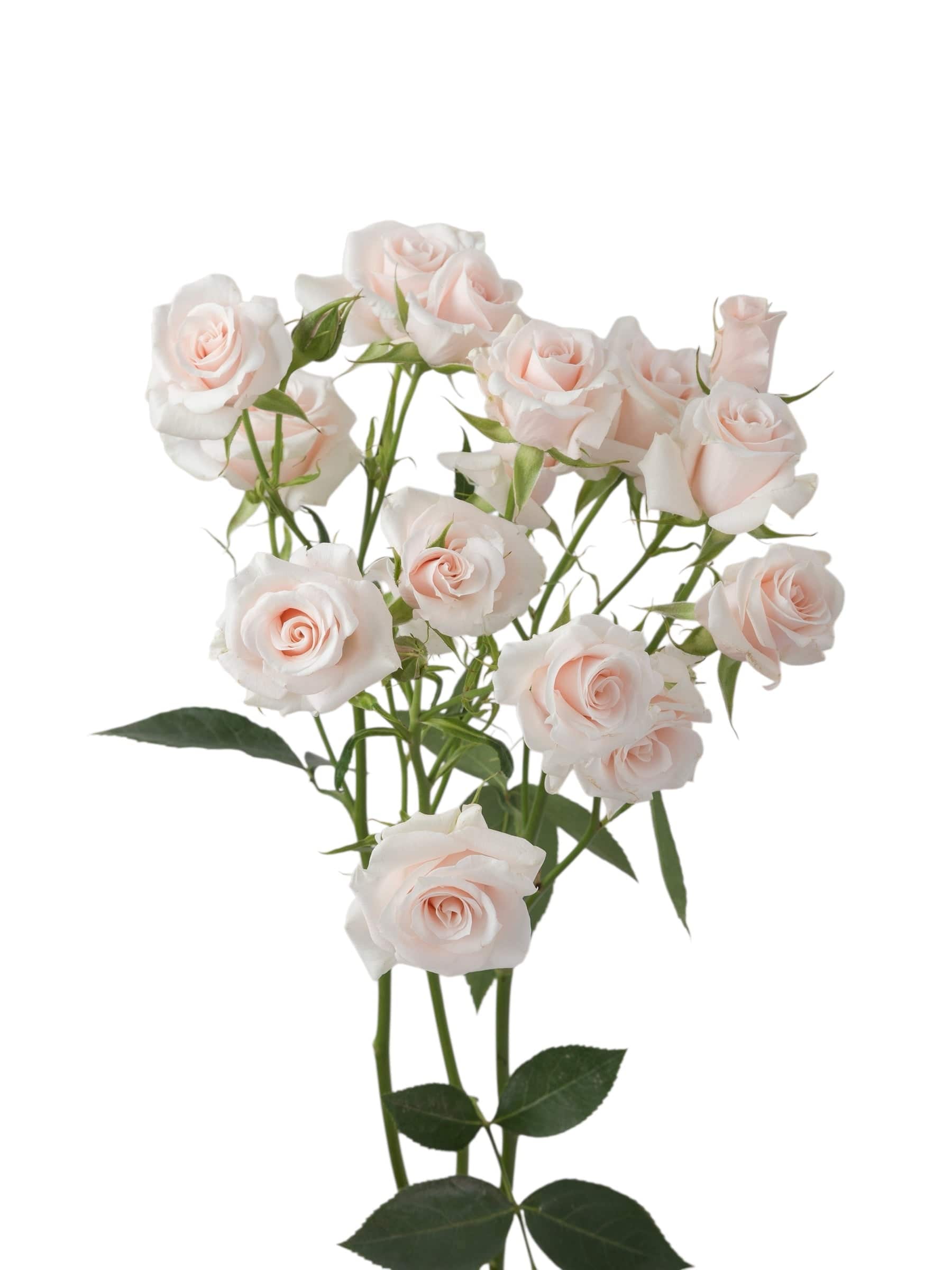 Premium Pink Majolika - Santa Maria Garden