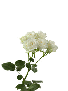 Premium Sweet Dreams - Santa Maria Garden